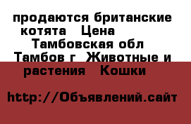 продаются британские котята › Цена ­ 3 000 - Тамбовская обл., Тамбов г. Животные и растения » Кошки   